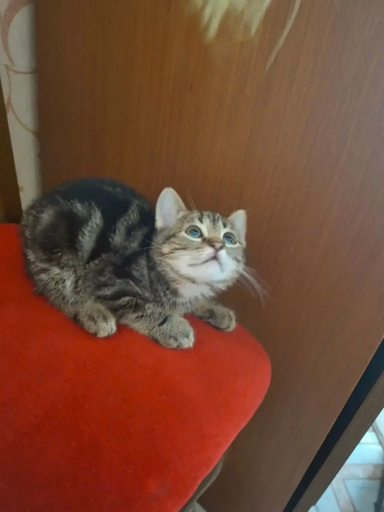 Остались 2 мальчика 😺, которые ищут теплый дом 🏠 . Очень игривые и культурные. Неравн...