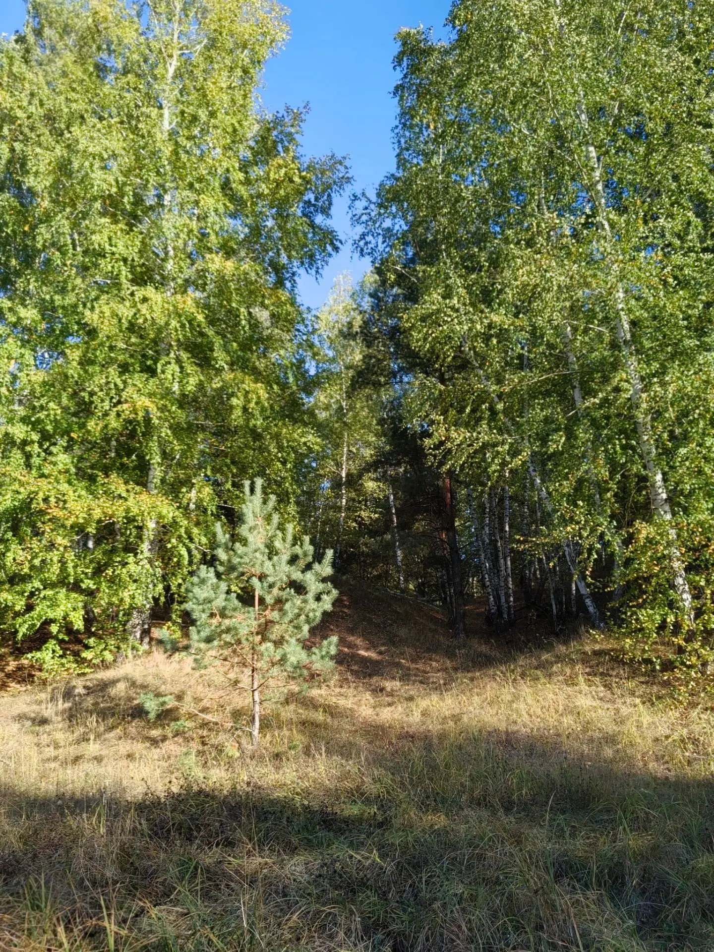 Осенний лес.
