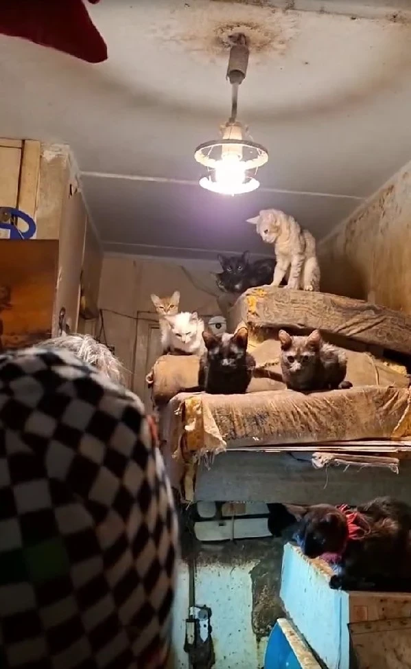 🐱 В Глазове из квартиры спасли 17 истощённых кошек