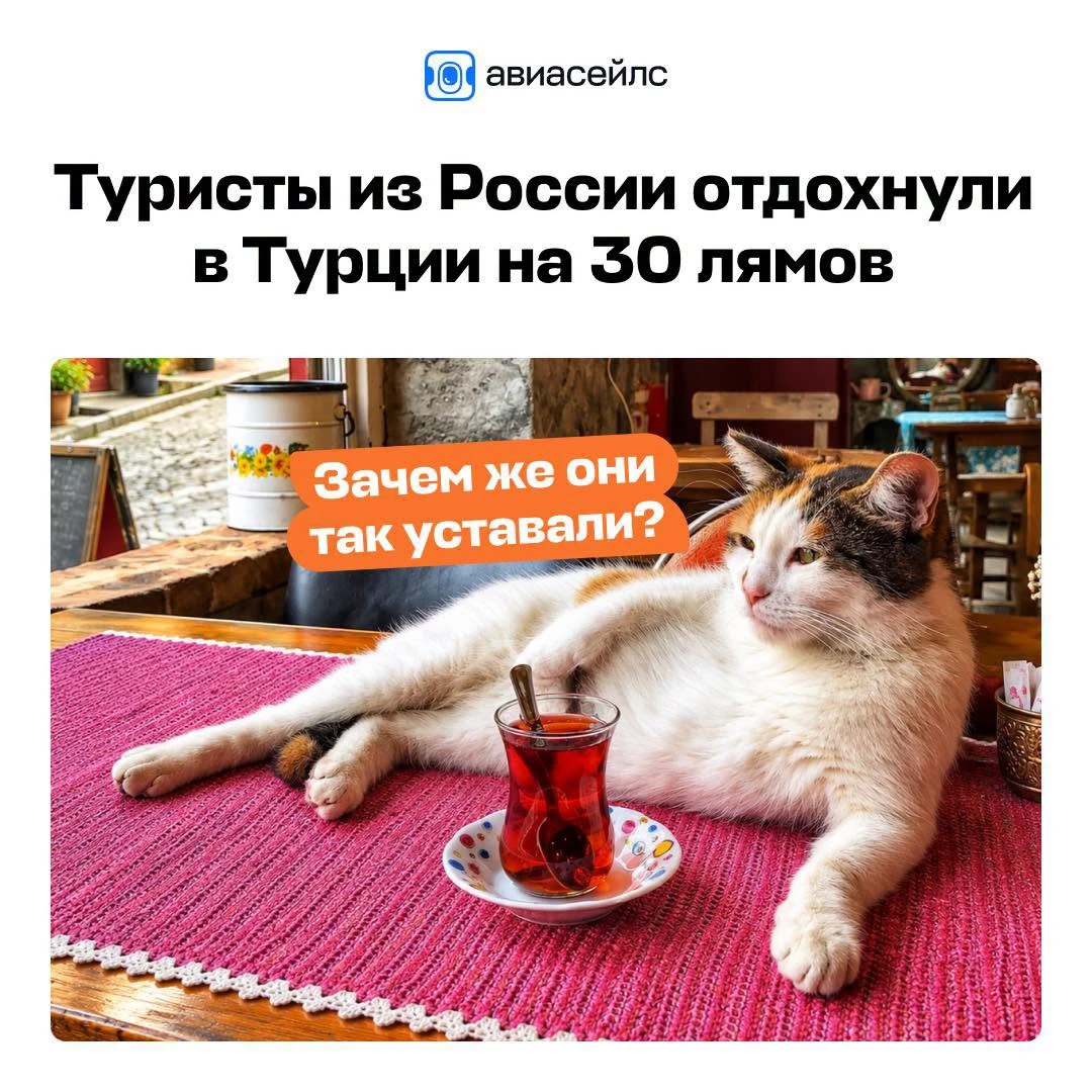 Авиасейлс жгут 🤣