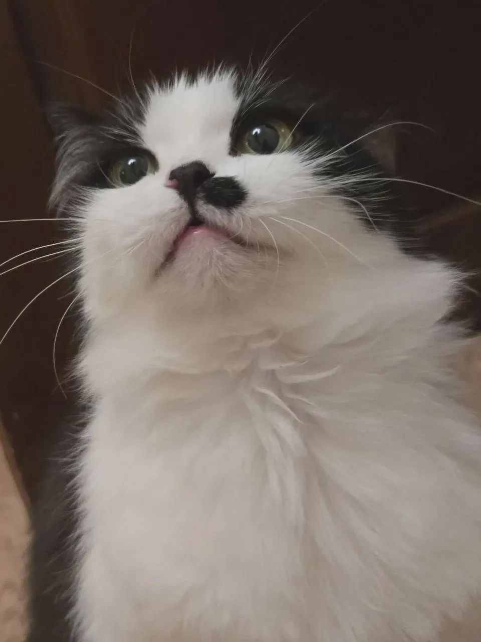 🐈 Матильда ждёт пятничного вечера
