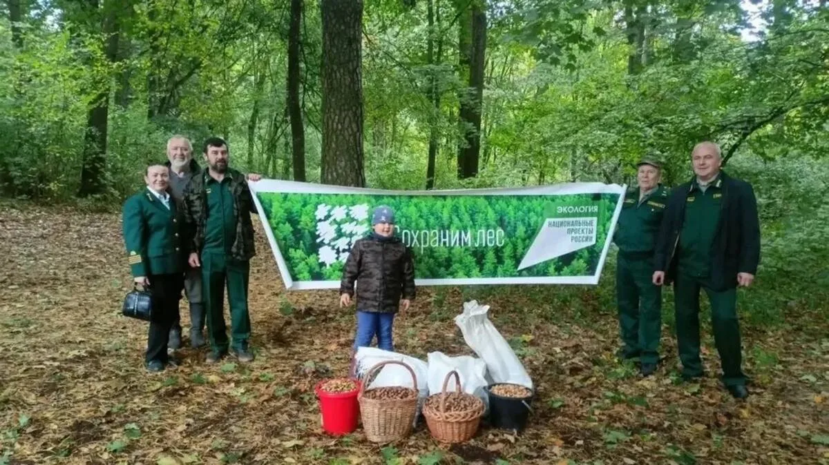 В Брянской области собрали 200 кг отборных желудей дуба