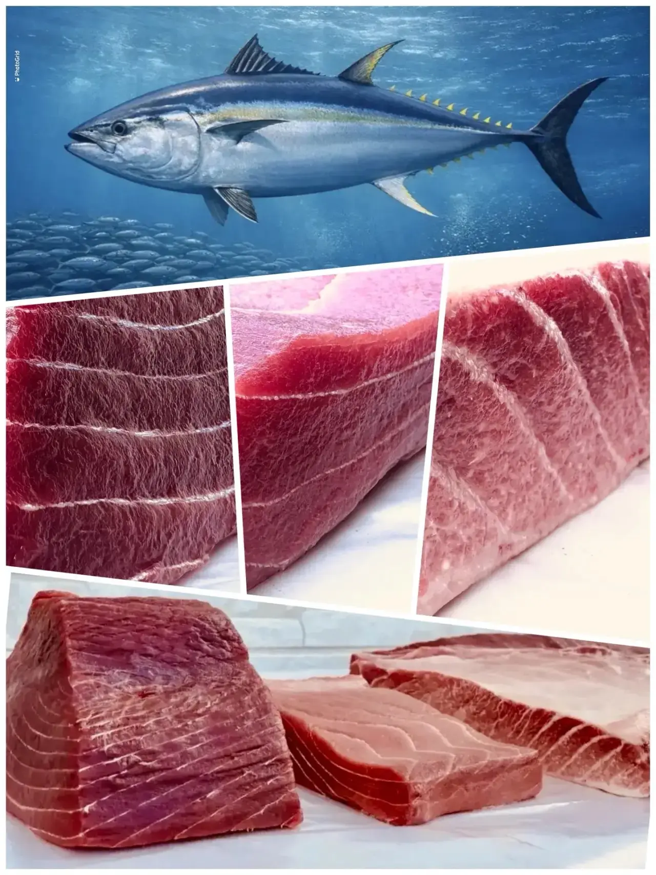 Продам Мясо голубого тунца охлажденное и замороженное.