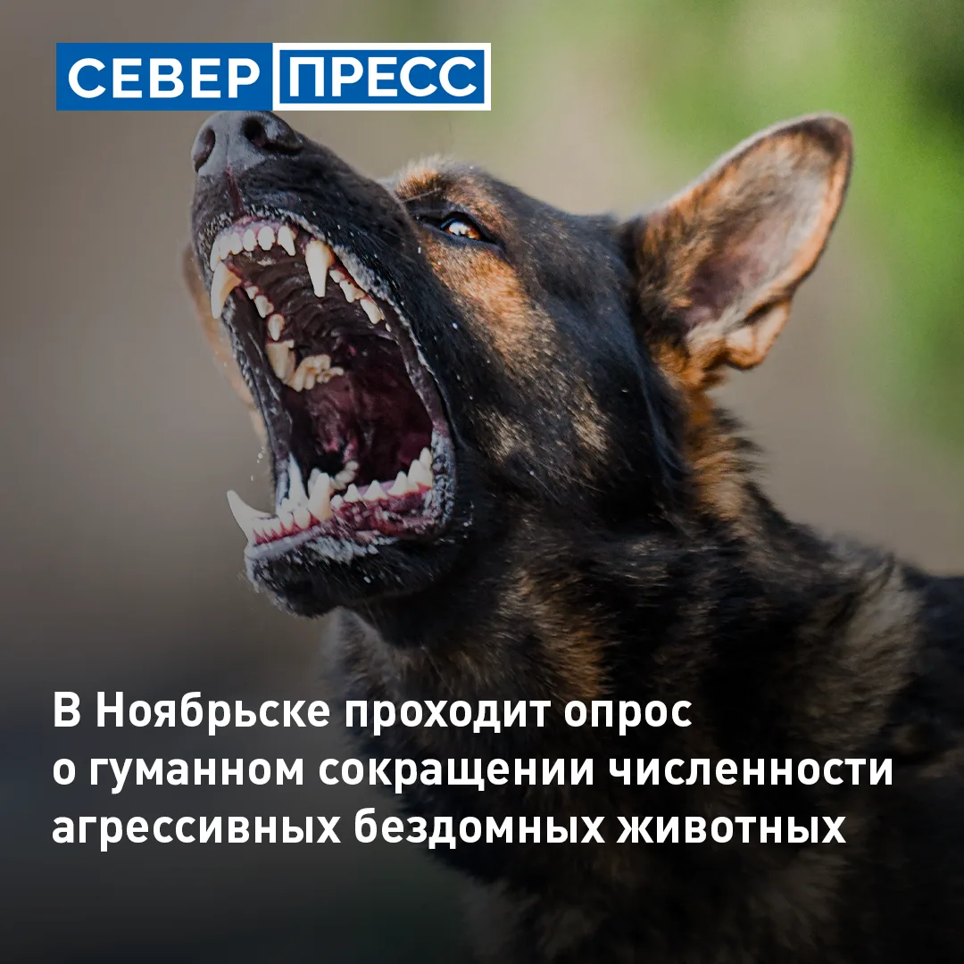 В Ноябрьске проходит опрос о гуманном сокращении численности бездомных животных. Речь о...