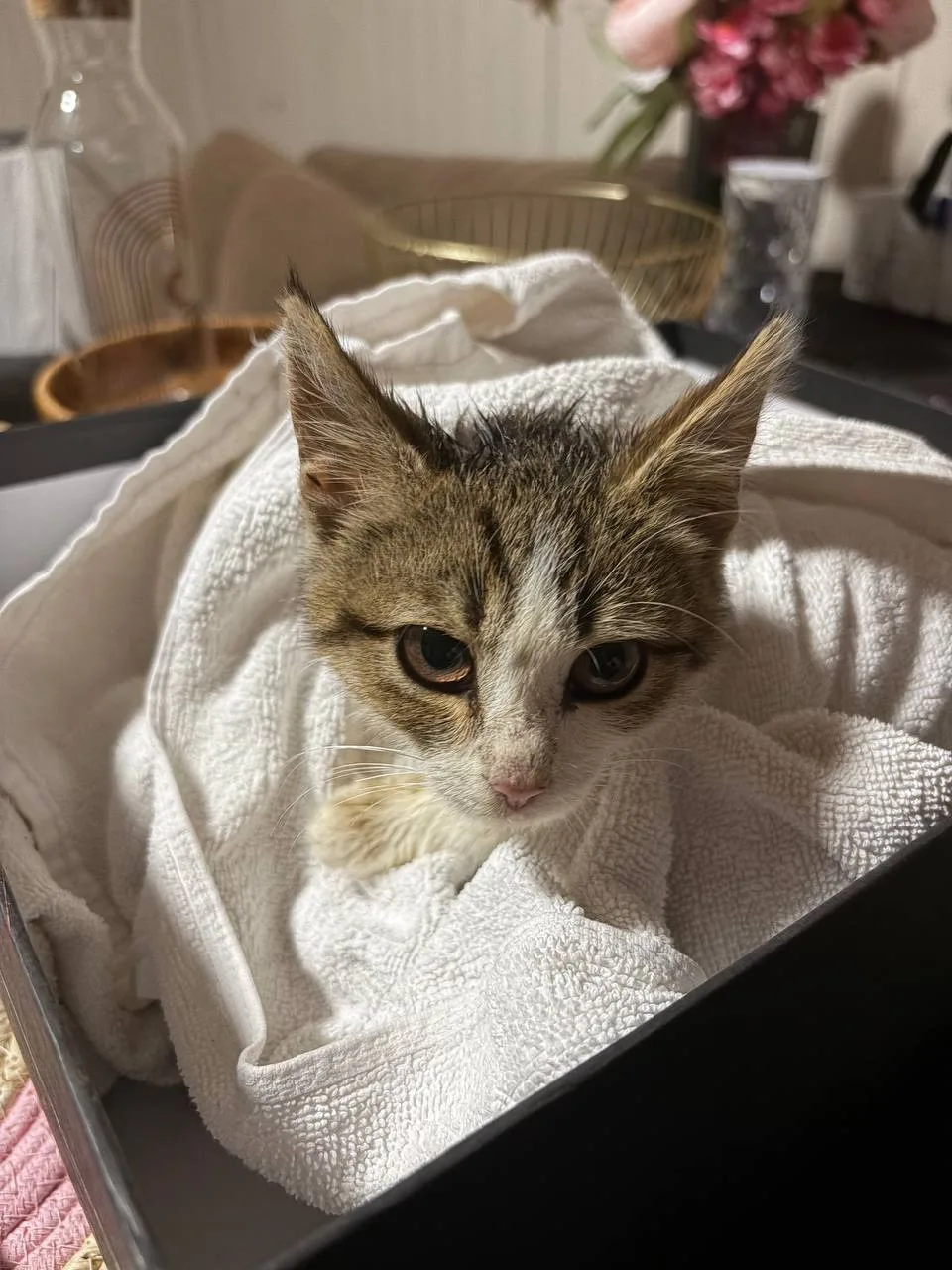 Может кому нужен котенок?