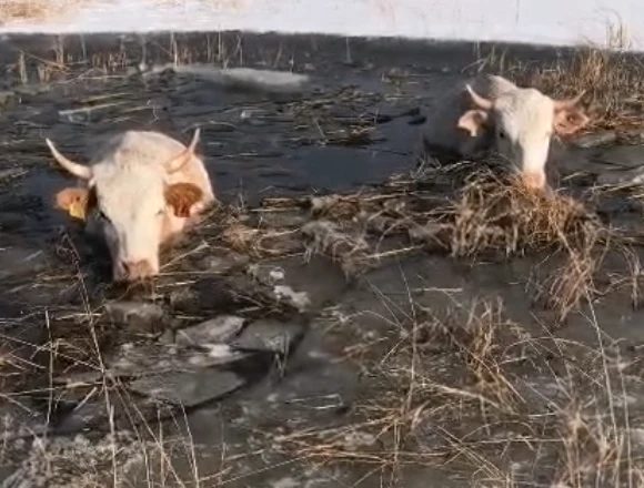 В Якутии коровы провалились под лед