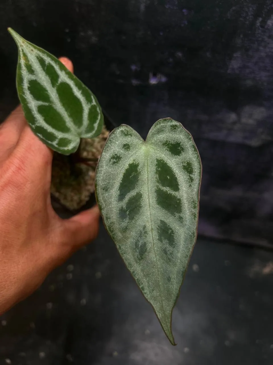 Антуриум Crystall silver x Cape oasis
