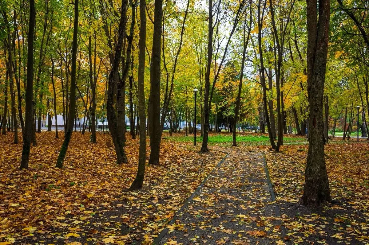 🍂Красивая золотая осень в Дубне ❤️