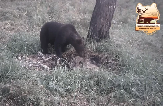⚠️ ВНИМАНИЕ: В ЛЕС ХОДИТЬ ОПАСНО! 🐻В соседних регионах участились случаи выхода медвед...
