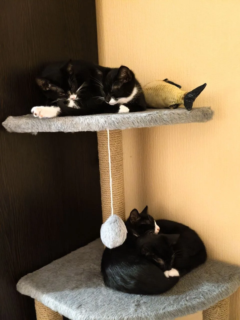 4 кота , 3 месяца, СПБ и лен область .