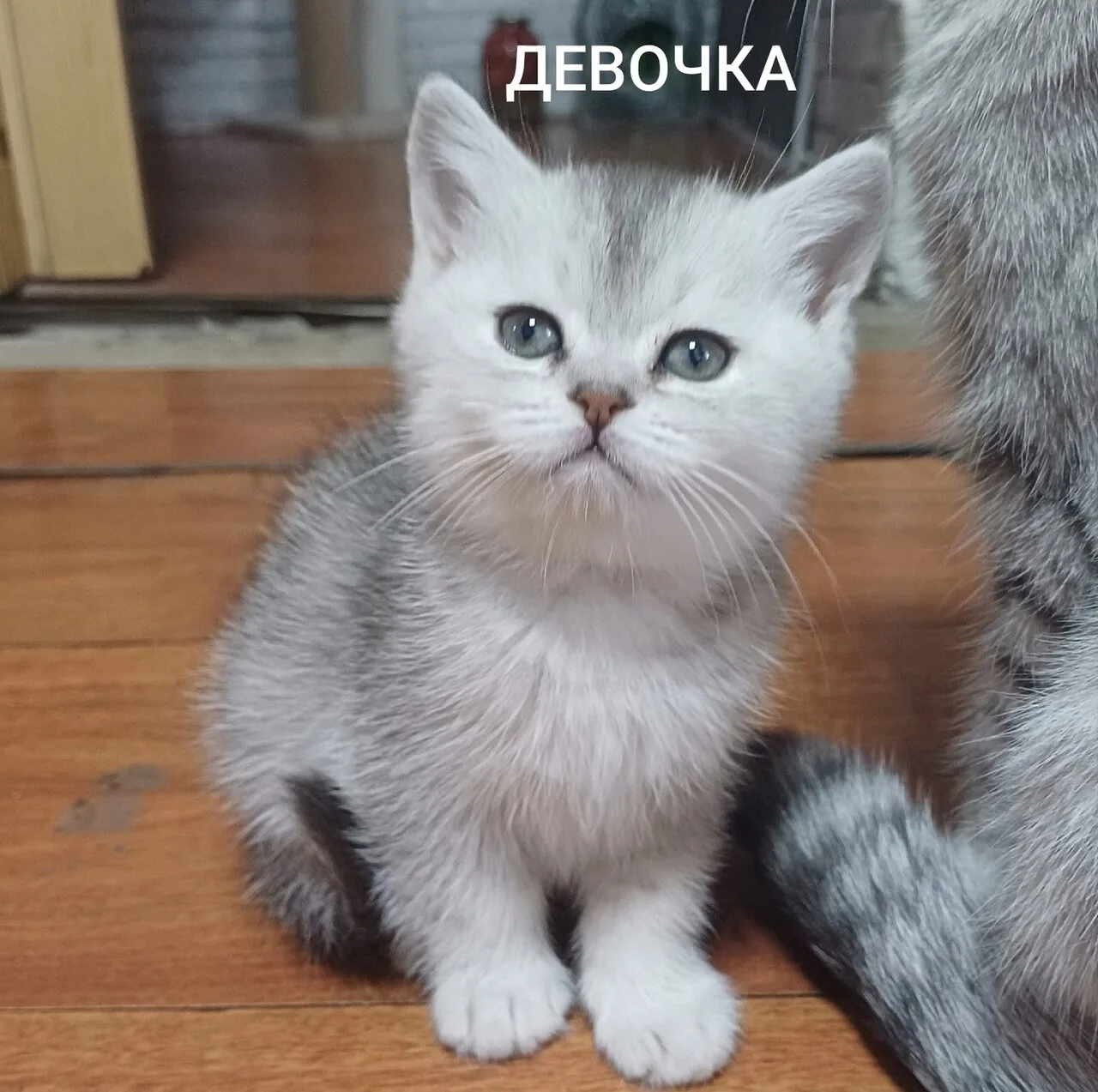 Продам шотландских котят, Луганск, пгт Славяносербск