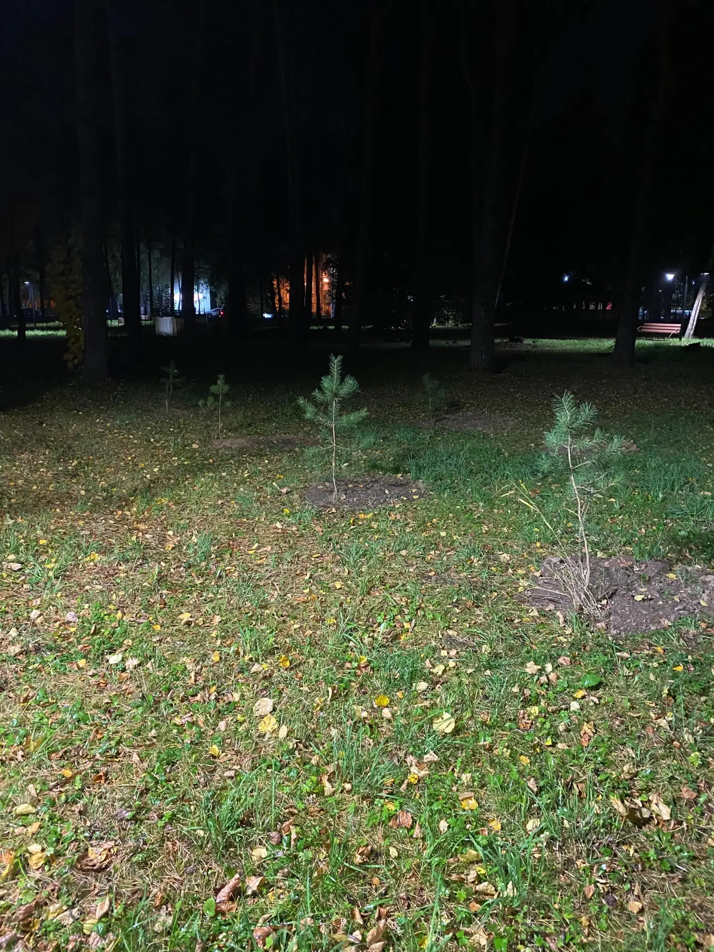 Посадили ёлочки 🌲.