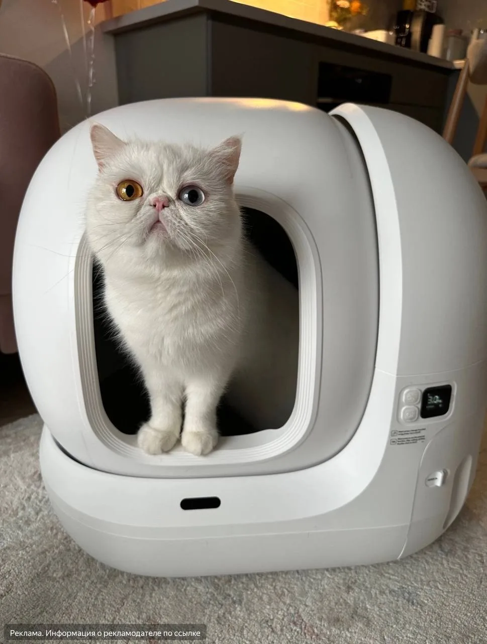 Хозяева пушистиков🐈🐕🐾