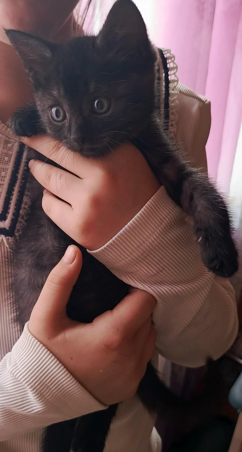 Котик в добрые руки. Это один из тех которого спасли из под моста на Астраханской, дево...