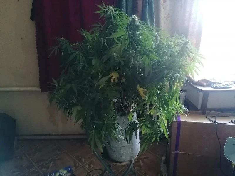 🌿 В Орловской области изъяли почти 280 кустов конопли и около килограмма марихуаны