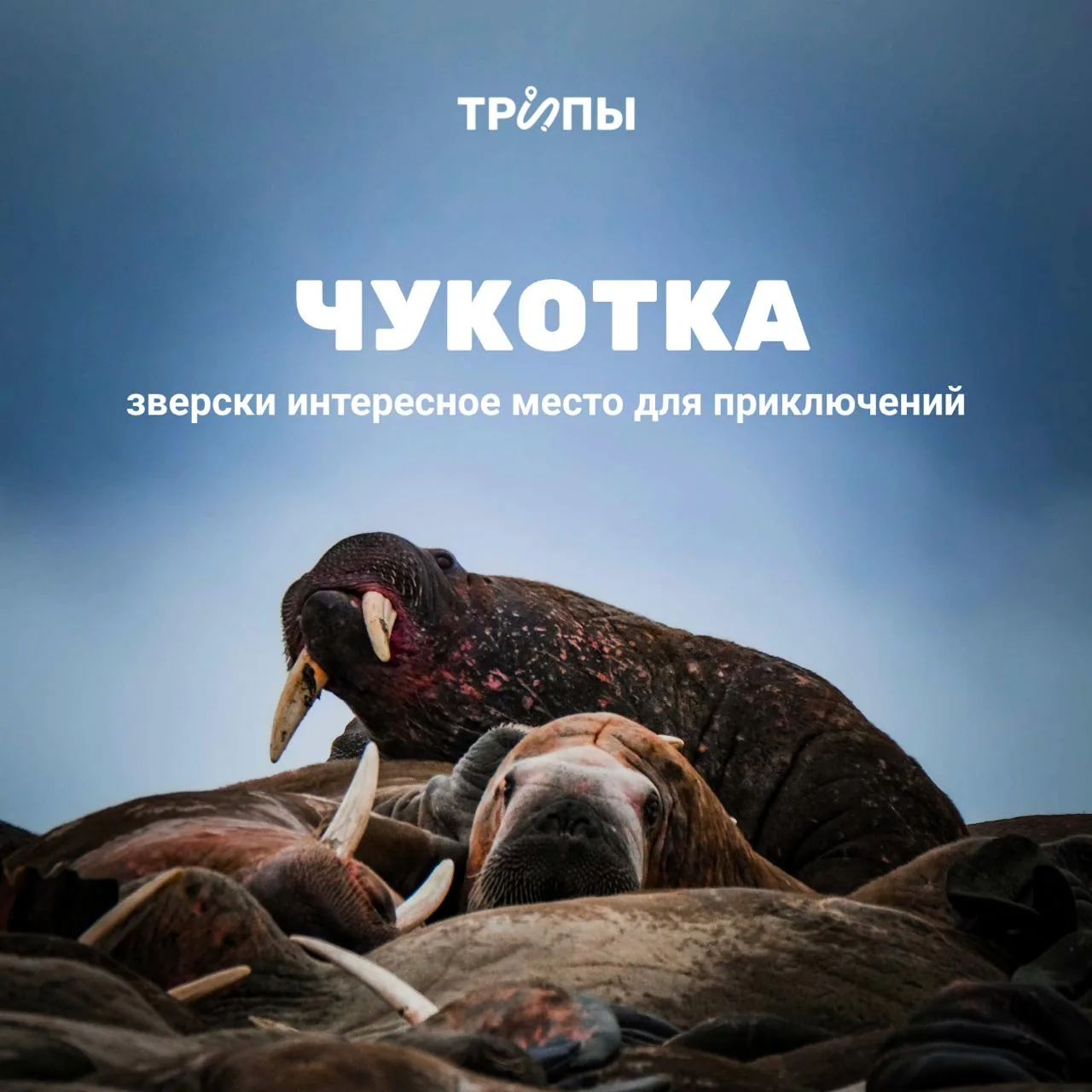 🐳 Чукотка — не для тюбиков, но зачем туда вообще едут?