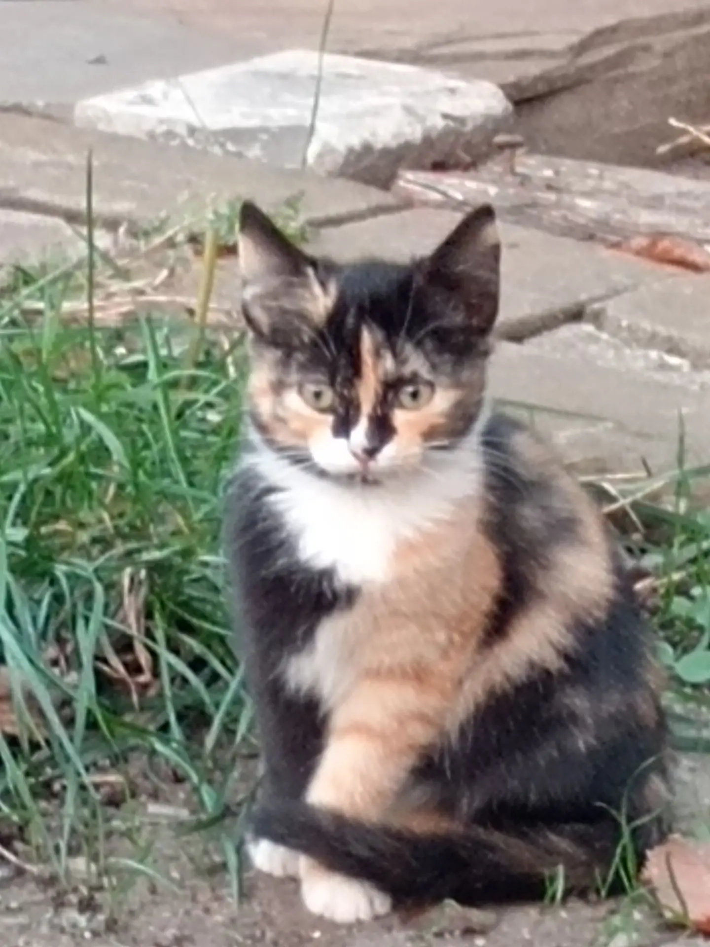 Котята ищут хозяев! Уличные, кушают всё.