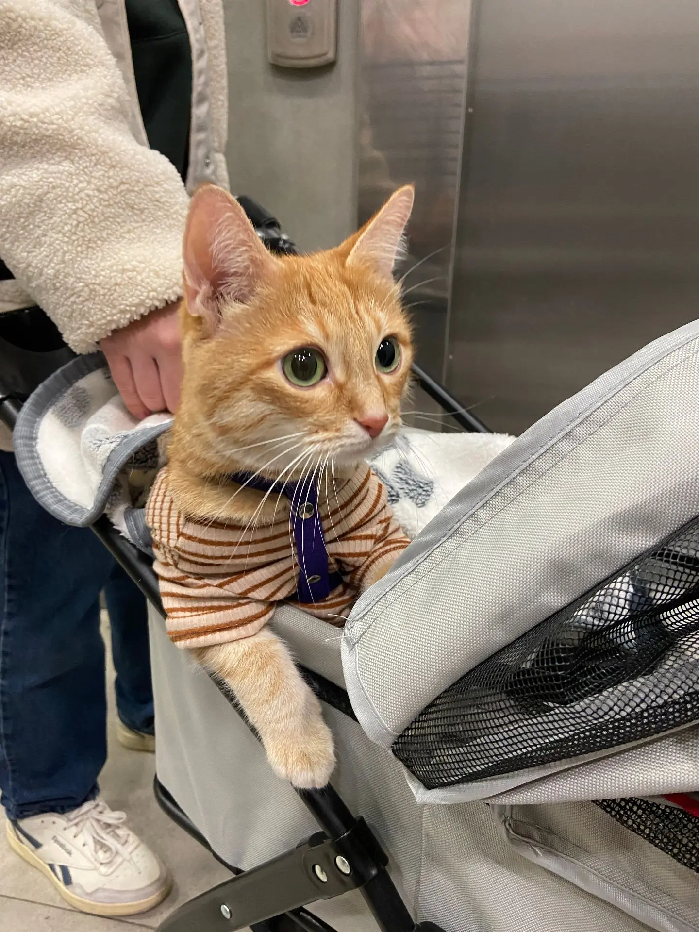 🐾 Это что там впереди такое жёлтое? 🍁😸