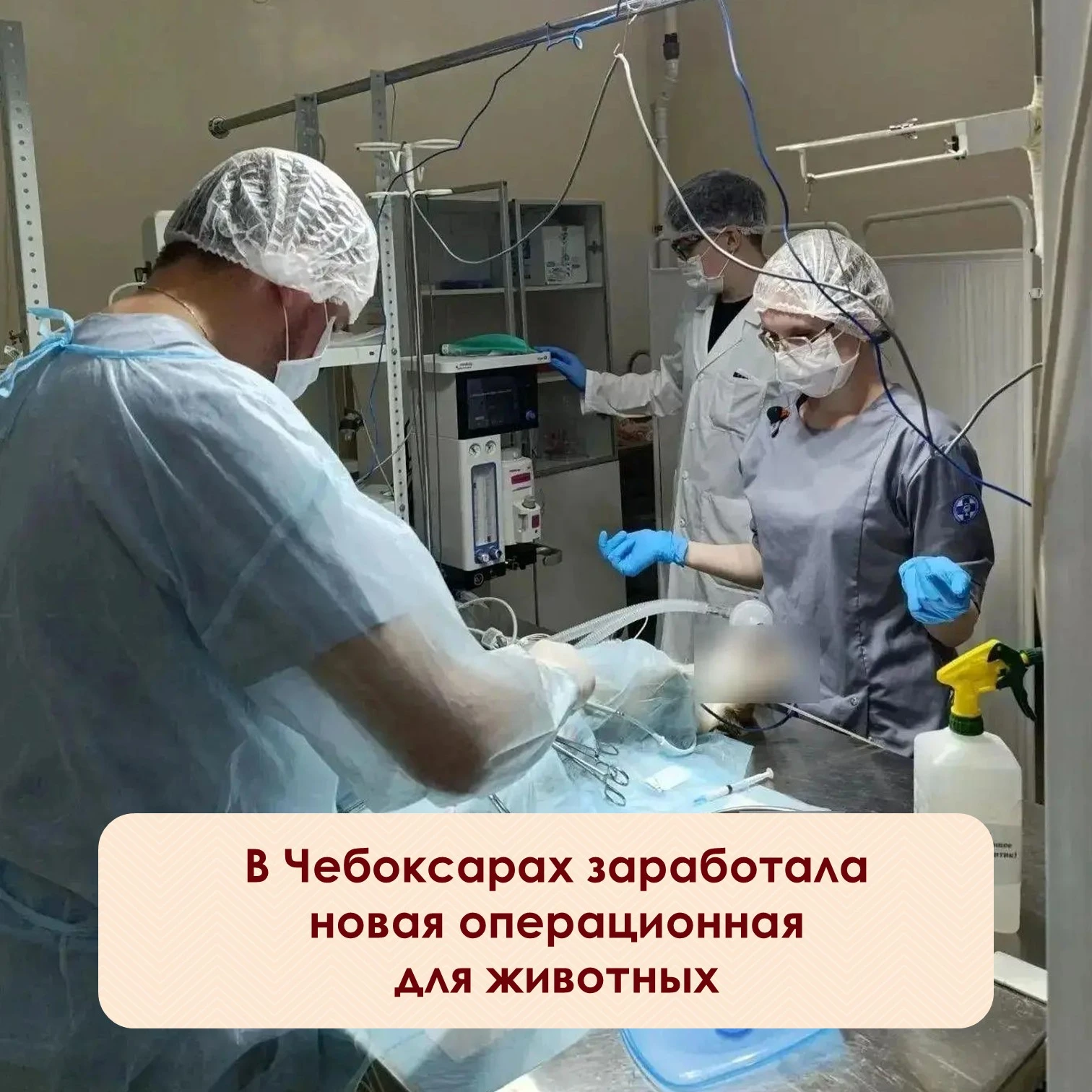 ❗На чебоксарской городской ветеринарной станции открылась операционная, где проводят сл...
