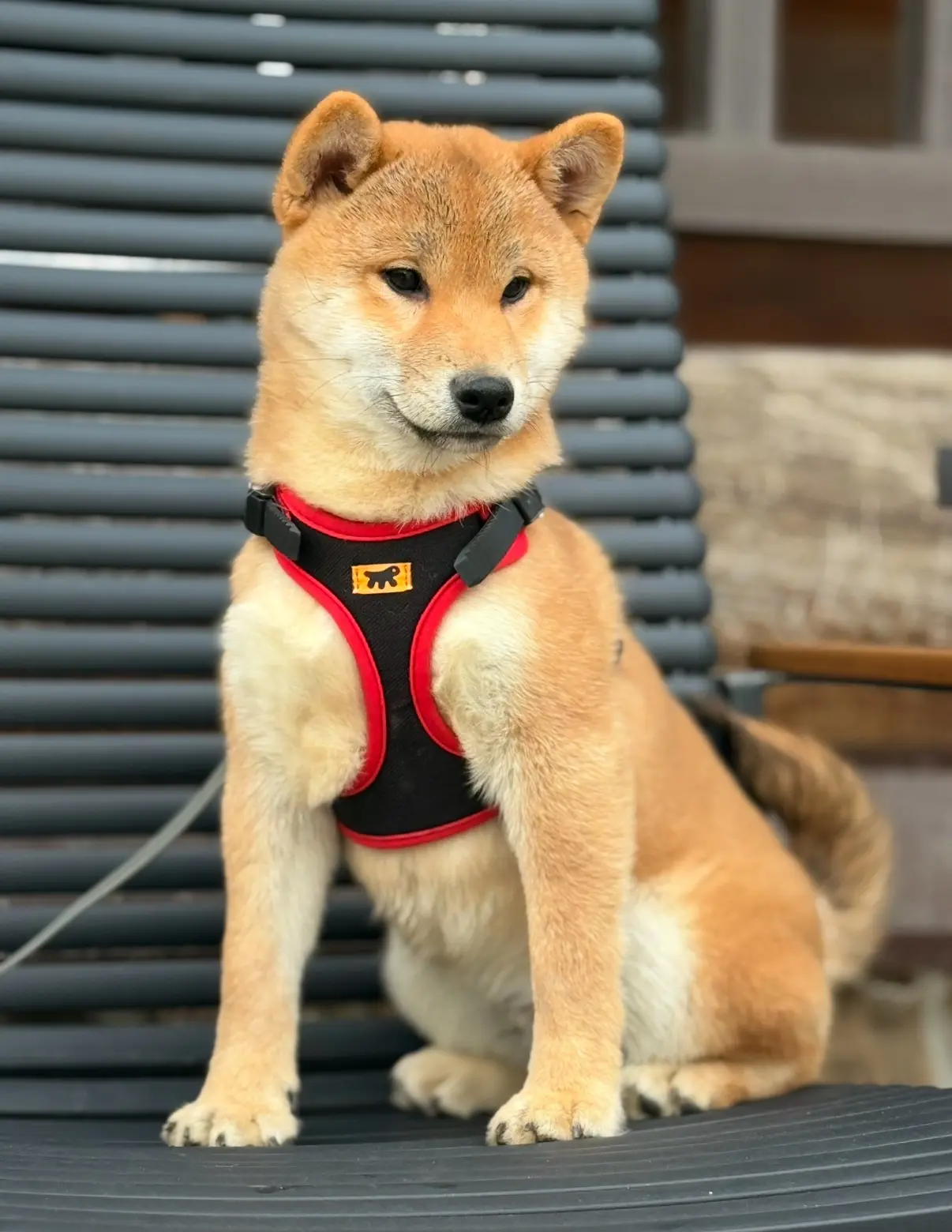 Маленький самурай ТАДАИМА ШИДЖО ❤️🇯🇵🥰