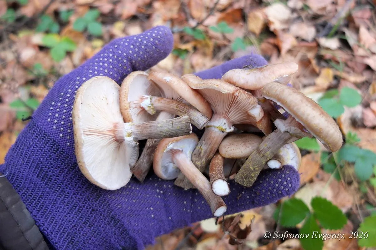 Последний выводок опят в этом сезоне 🍄