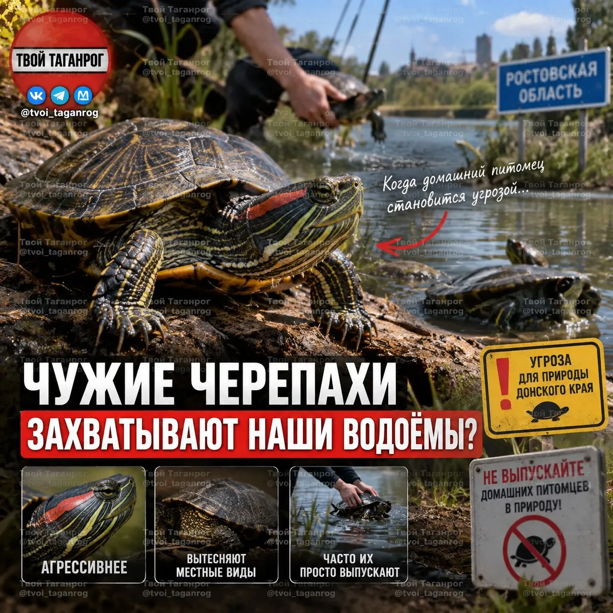 🐢 Красноухие черепахи могут «захватить» водоёмы Ростовской области