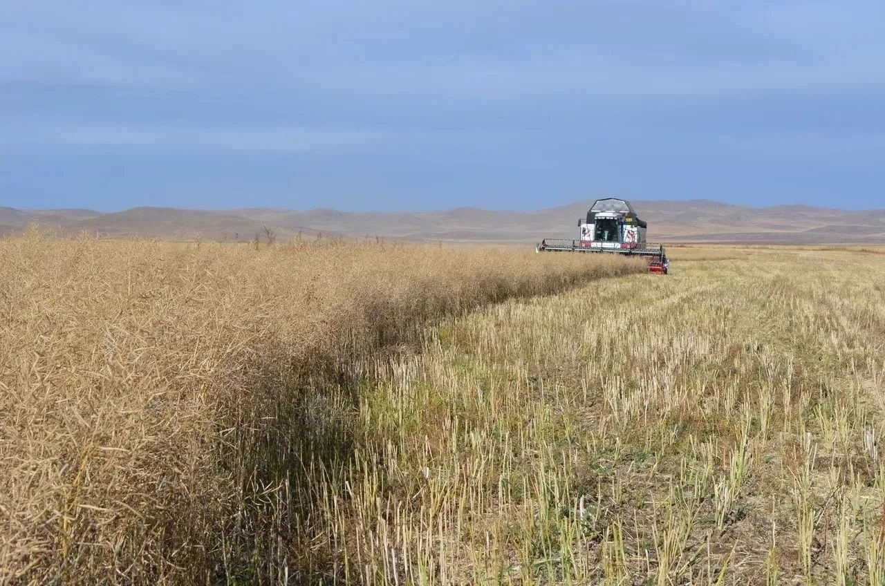 🌾Агропредприятия Забайкальского края завершают уборку урожая рапса. На сегодня хозяйст...