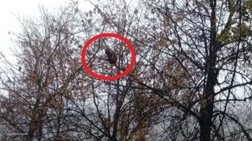 В Калуге нашлась хозяйка обезьяны, которая бегала по городу