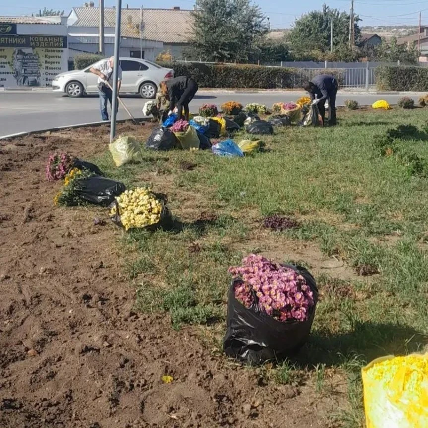 🌼 На улицах Белой Калитвы приступили к высадке осенних цветов.
