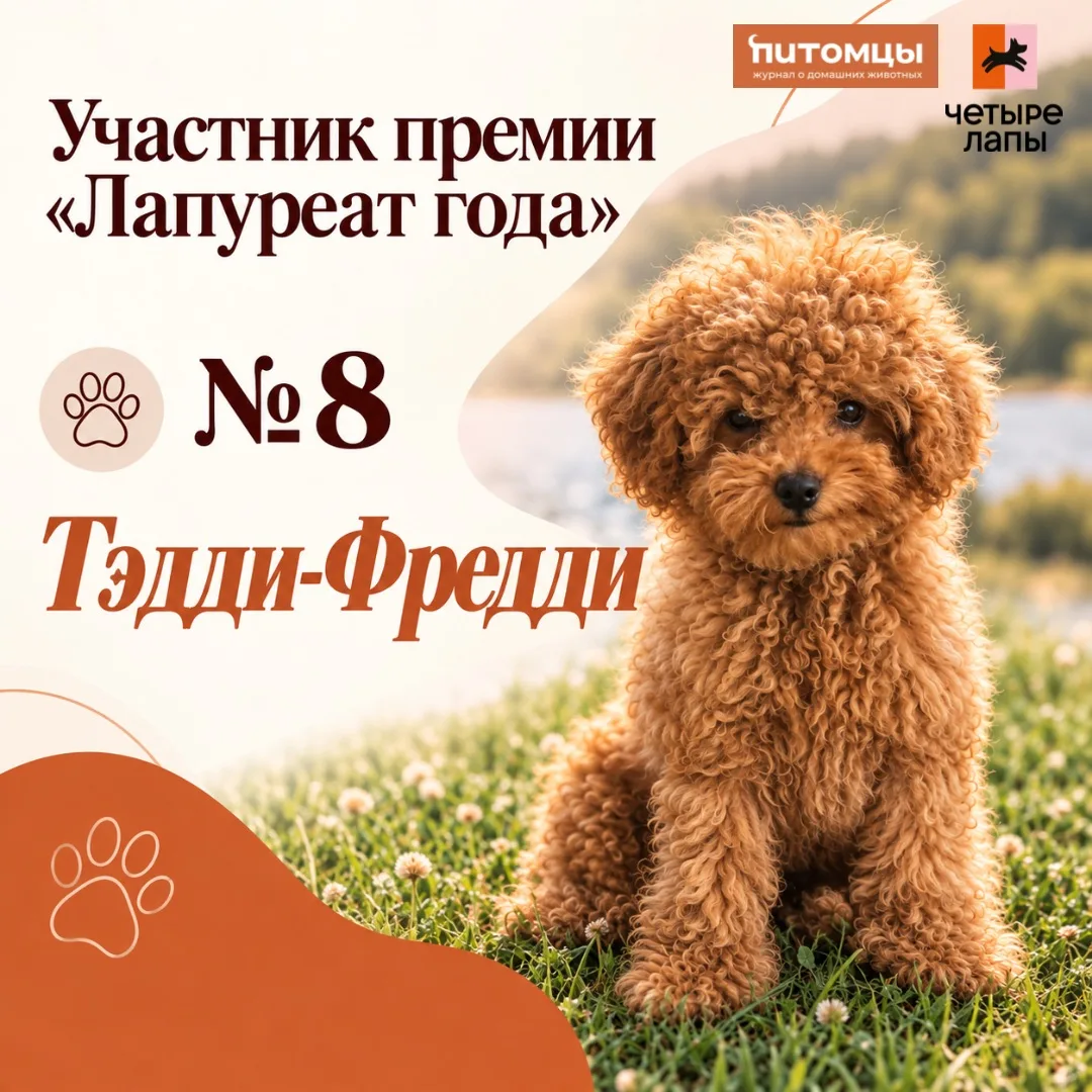 🧡Продолжаем знакомить вас с участниками премии «Лапуреат года» — и следующая история п...