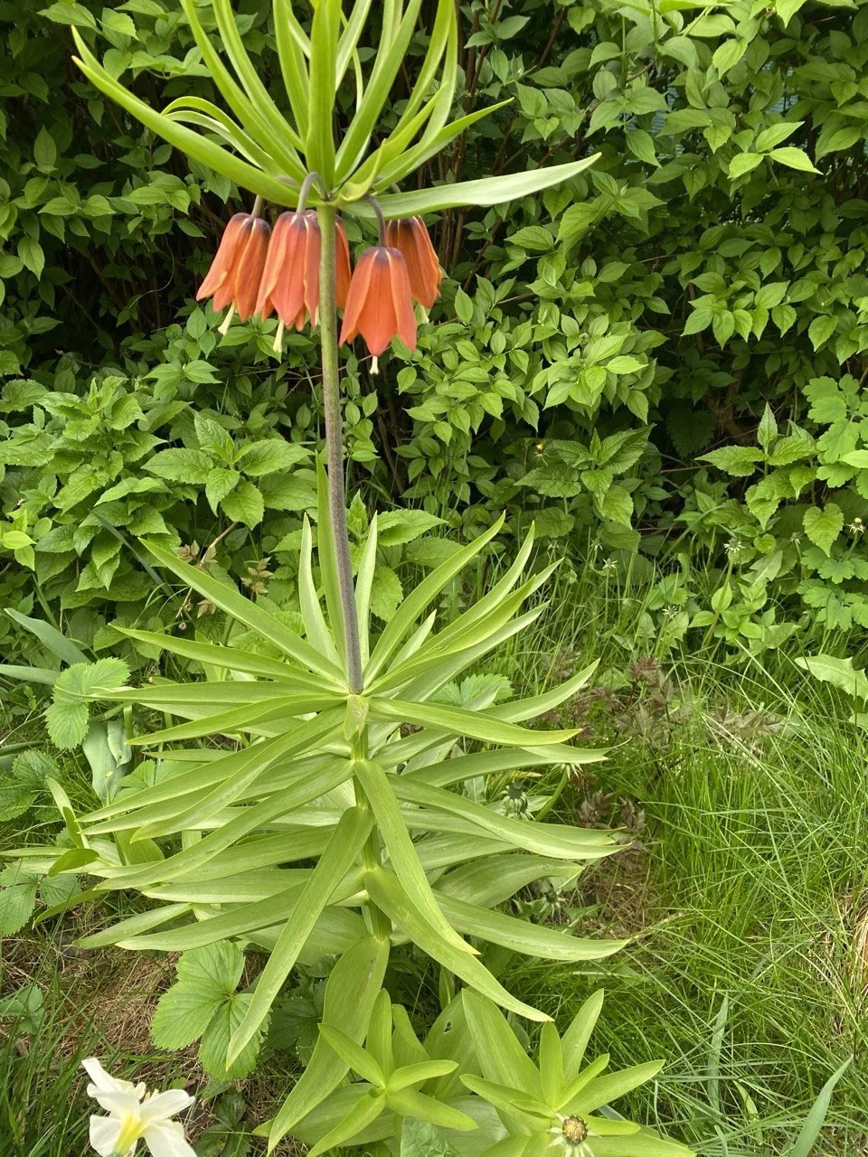 👑 🌷Продолжаем разговор о луковичных! 🌱 Сегодня у нас — настоящий император, красавец...