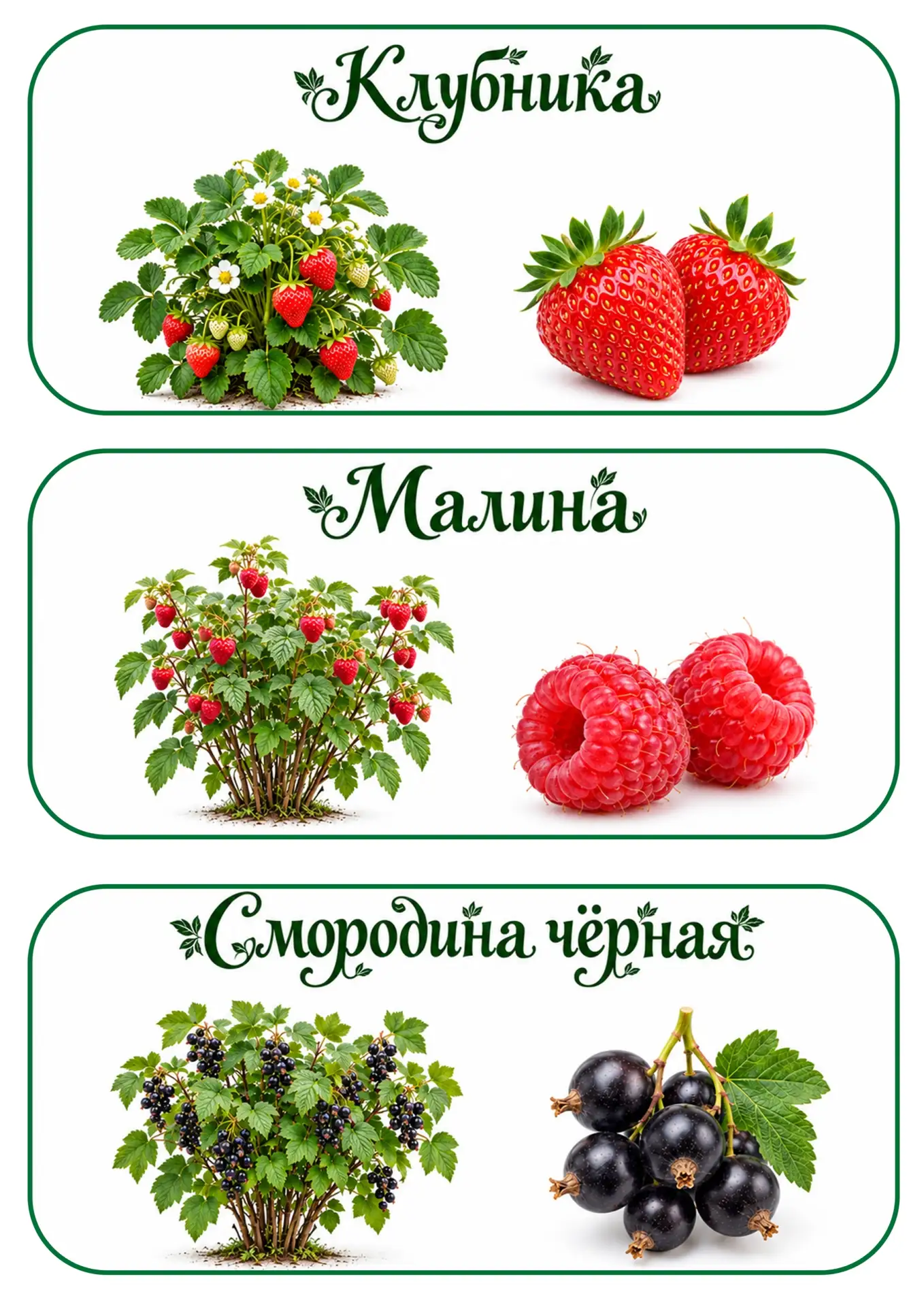 🍓 САДОВЫЕ ЯГОДЫ