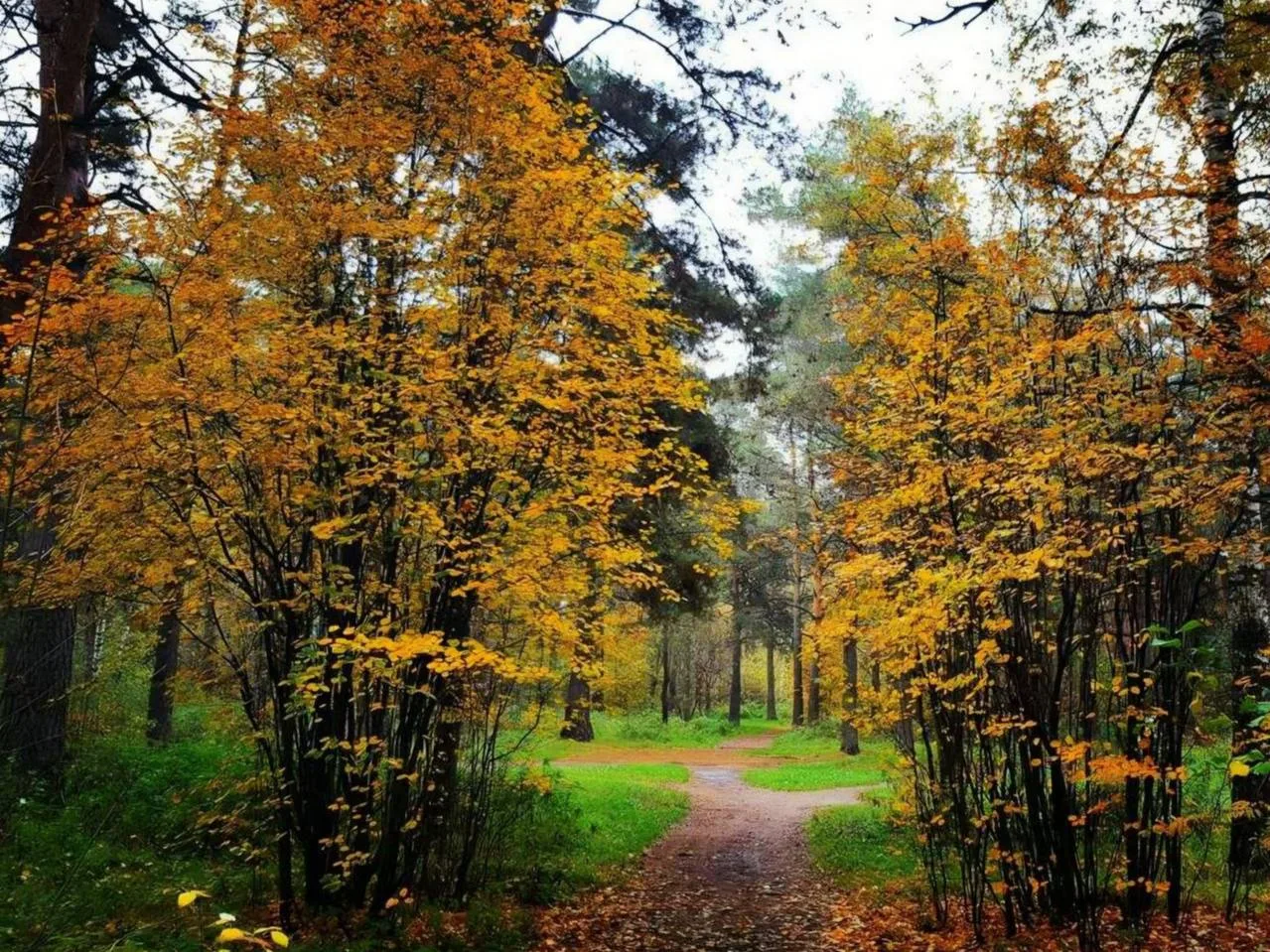 🍂 Осень раскрашивает Жулебинский лесопарк яркими красками