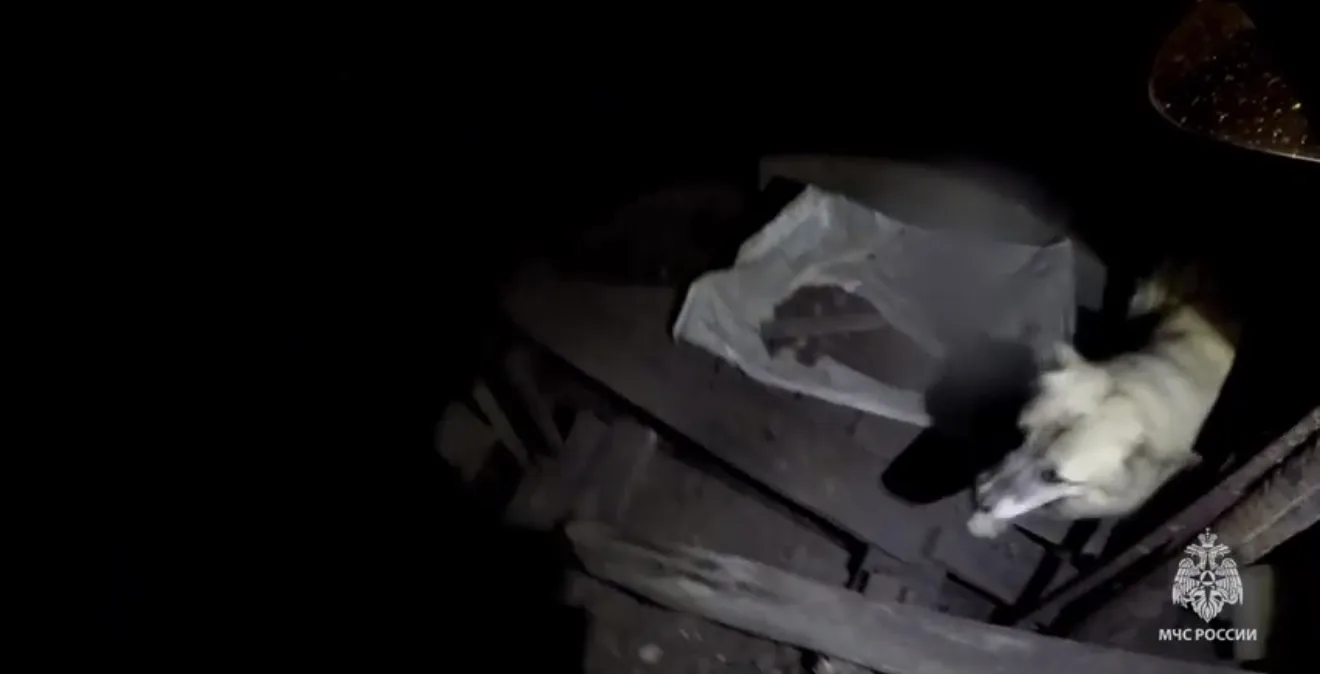 📌В Новомосковске спасатели вытащили собаку из подвала.