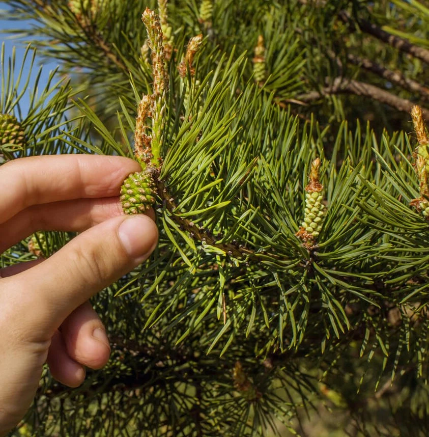 Сосновые ветки против вредителей сада 🌲