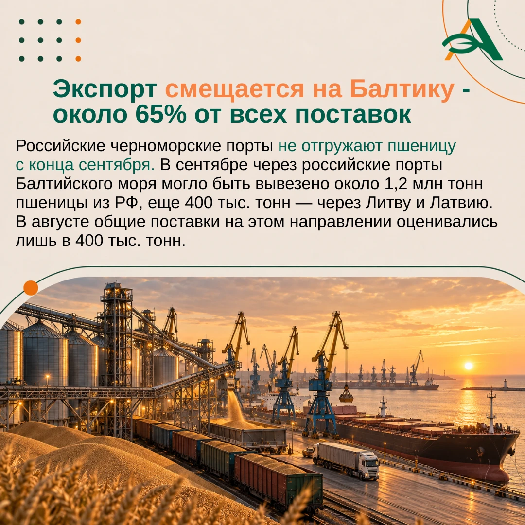 📉 Ожидается падение экспорта российской пшеницы в октябре на 54%