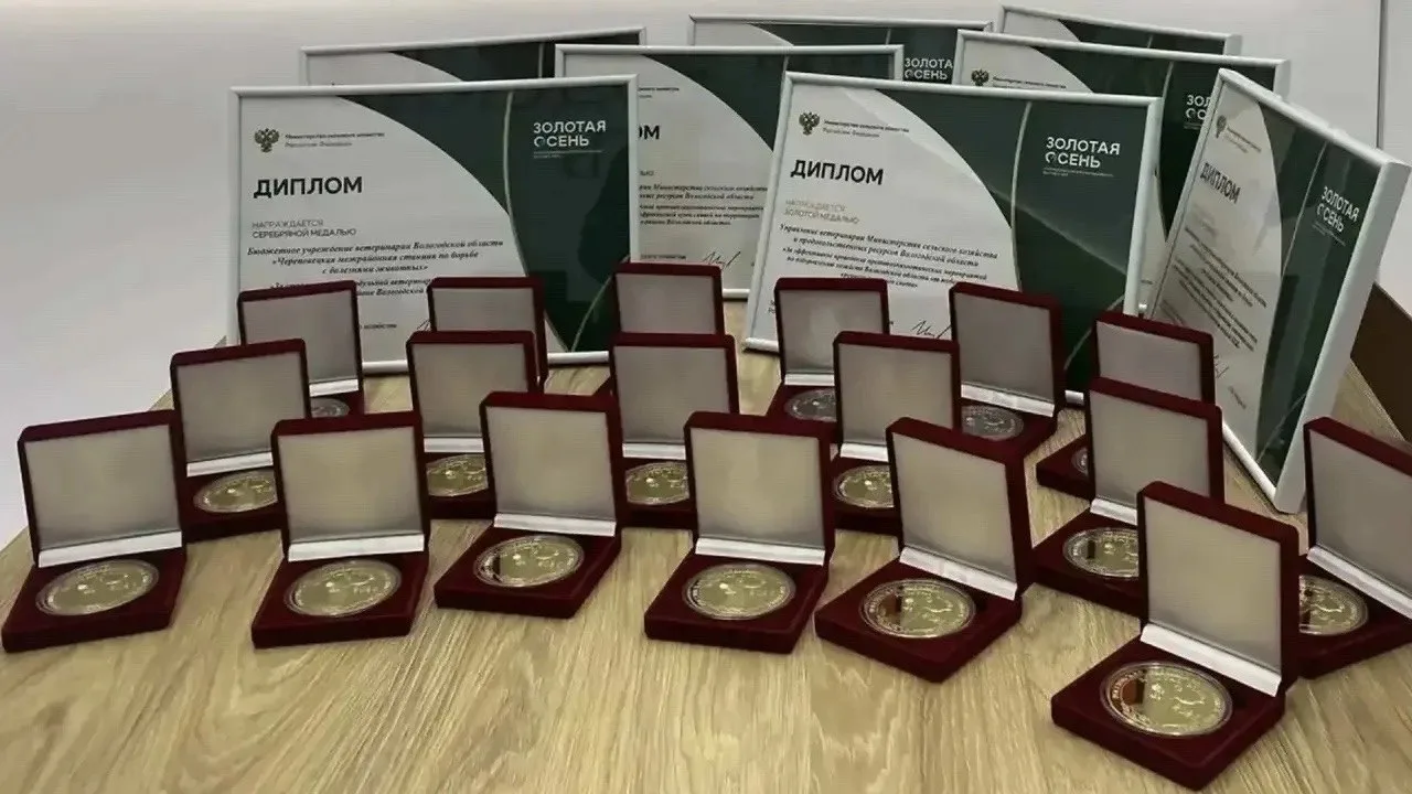 📎 31 медаль и Гран-при: Вологодчина достойно выступила на «Золотой осени — 2026»