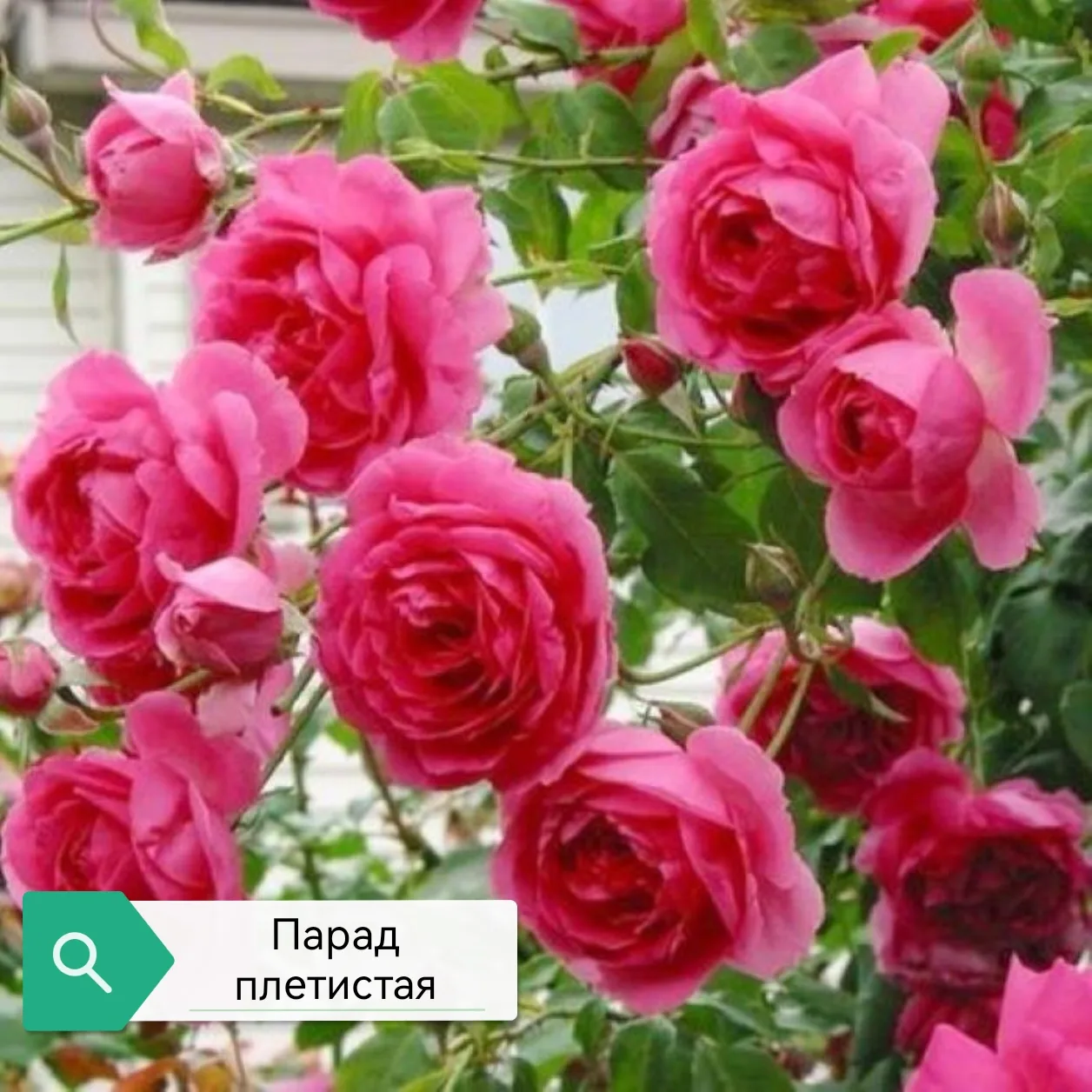 Какие ещё плетистые ждём со дня на день с ОКС?