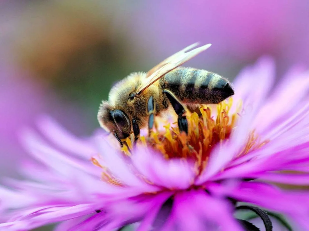 Как привлечь на садовый участок полезных насекомых!🐝