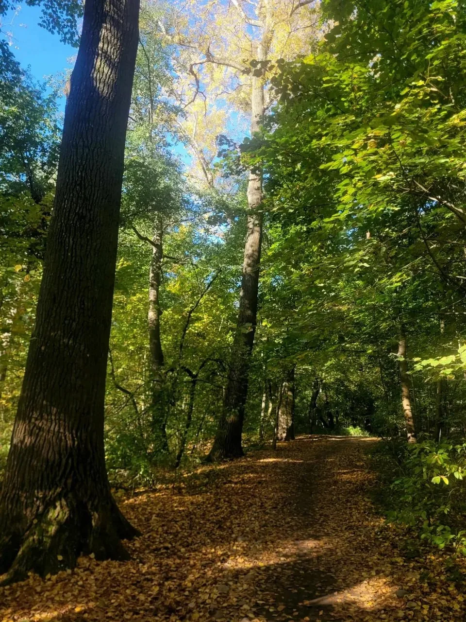 Осень. Парк. Люблино.