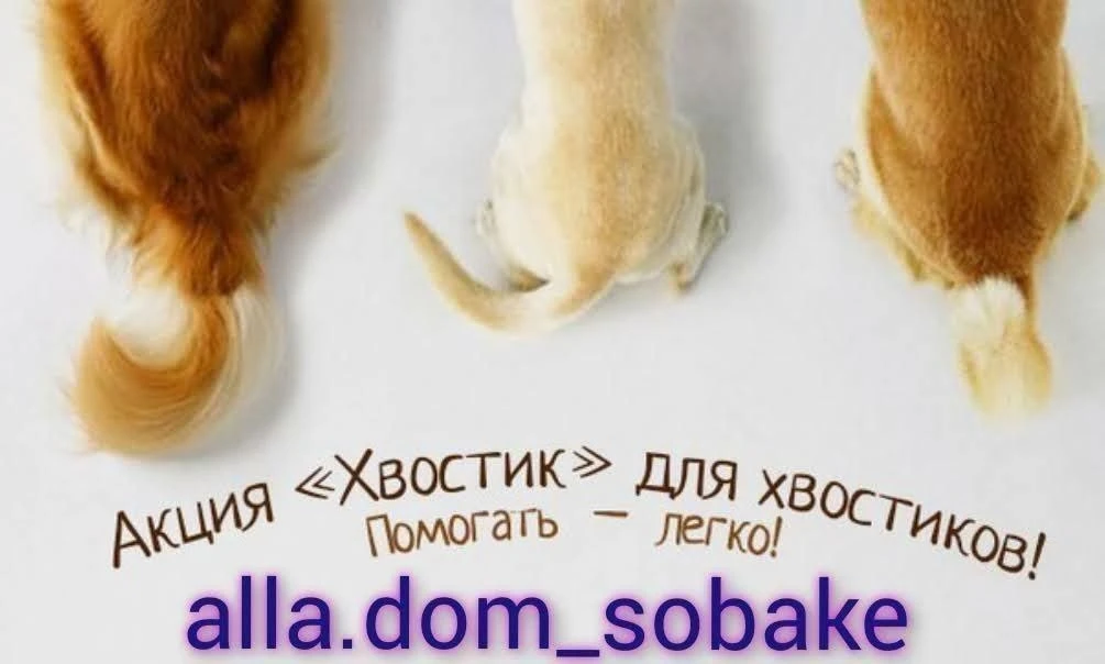 🚨вечер хвостика для ХВОСТИКА🚨