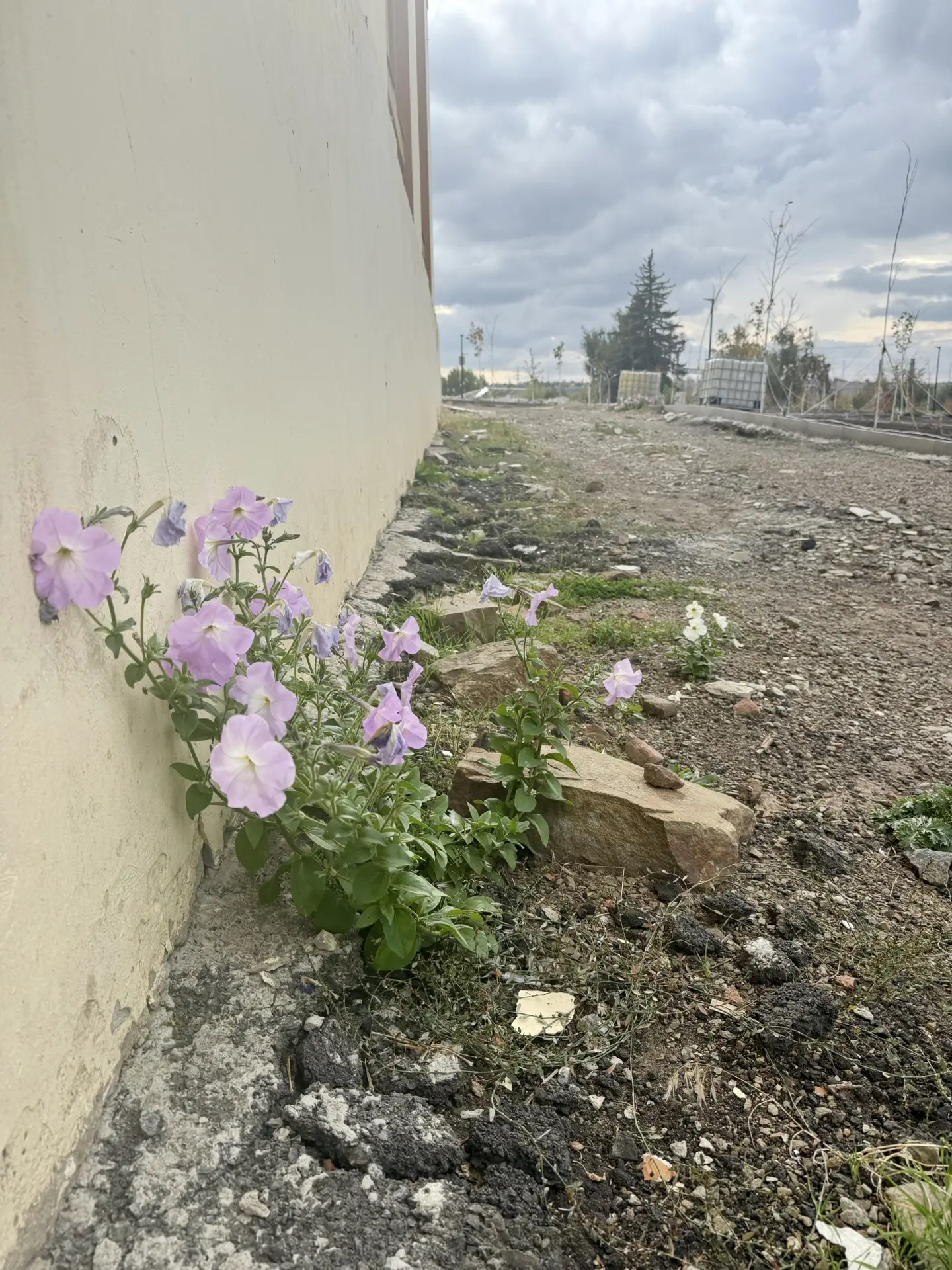 🌼 Природа потихоньку сама наводит порядок возле РДК. Вот уже и цветочек вырос.