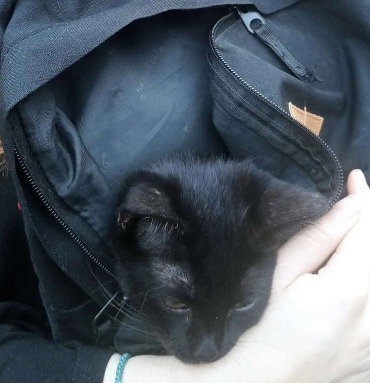 МАЛЕНЬКОЕ ЧУДО В «МАЙСКОМ ДНЕ»: КОТЁНОК, КОТОРОГО СПАСЛИ ДЕТИ 💔🐱