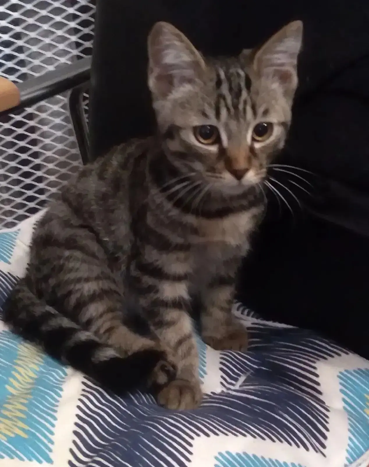 Отдам в добрые руки! Котенок очень добрый ласковый, ходит в лоток. Нашли на улице, у се...