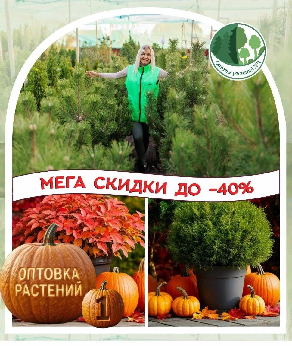 Осенний ценопад на «Оптовке растений №1» 🍂