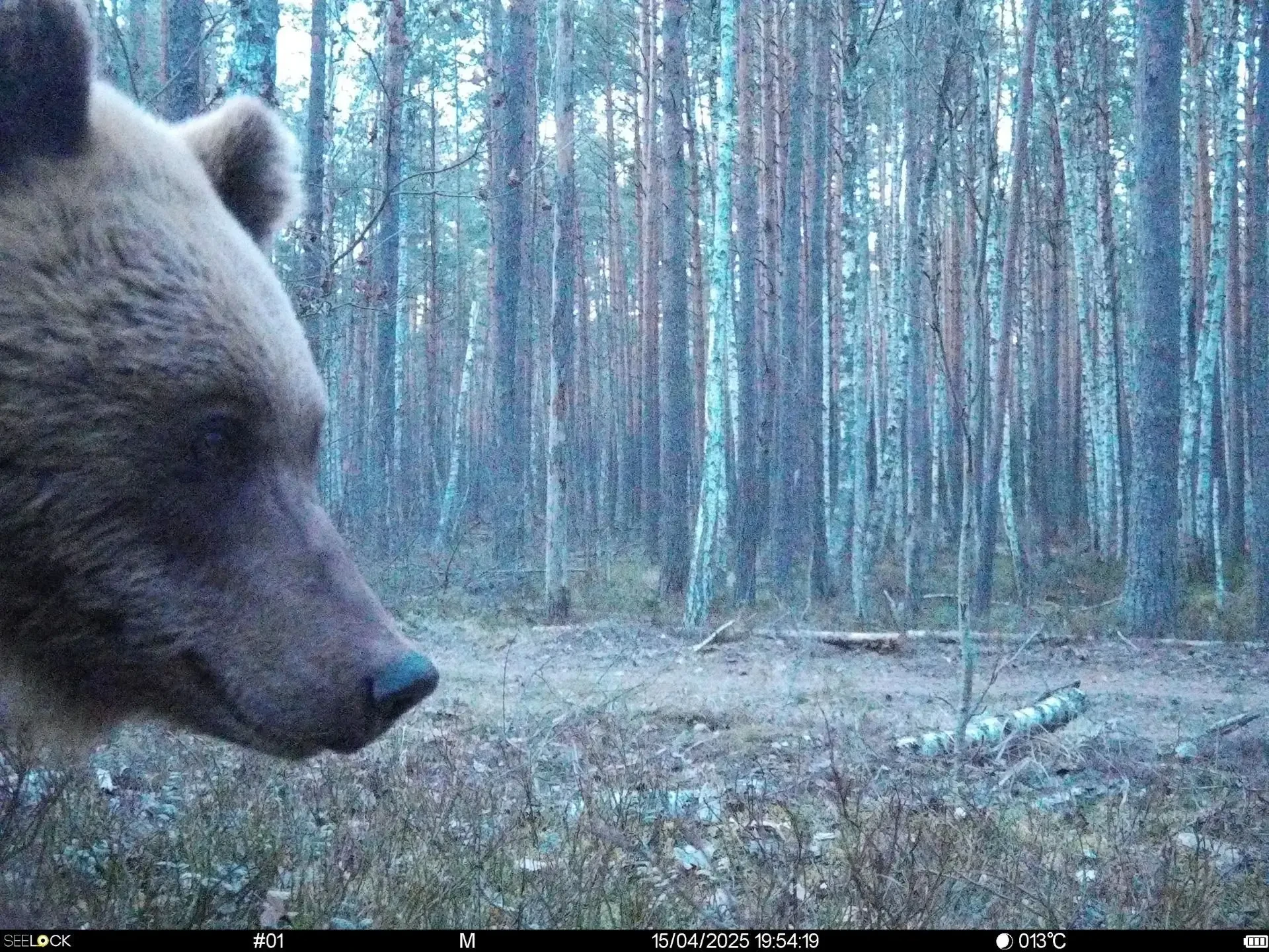 Заповедник «Брянский лес» показал новости из фотоловушек.