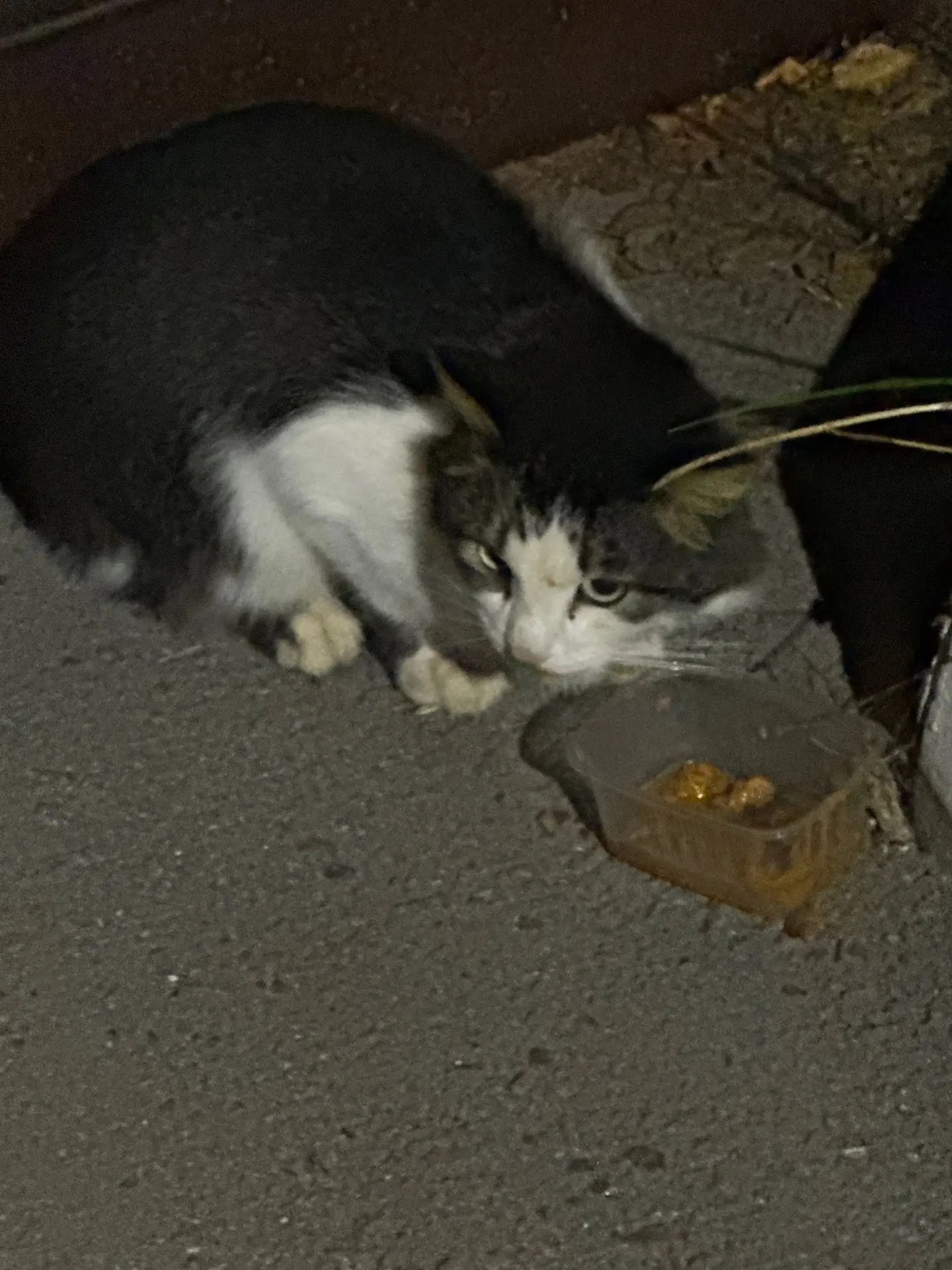 🐾 Чья кошечка бегает второй месяц на Солдатова, 26. Молоденькая, очень голодная. Может...