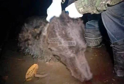 ❗️На Сахалине отстрелили двух медведей, появившихся в городе