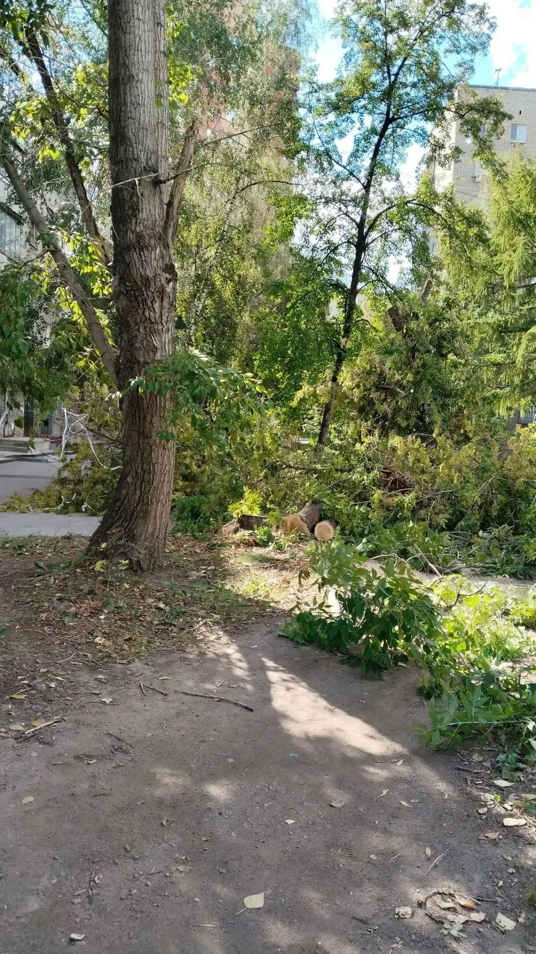 Аварийные деревья на Дуси Ковальчук спилили — наказ выполнен 🌳