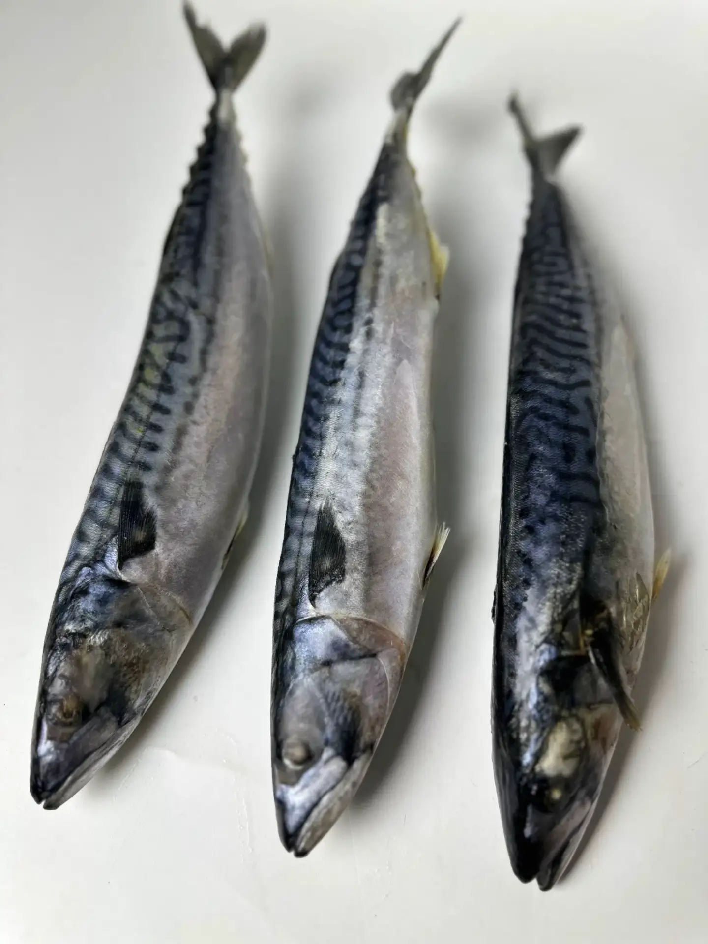Свежемороженая скумбрия! 🐟